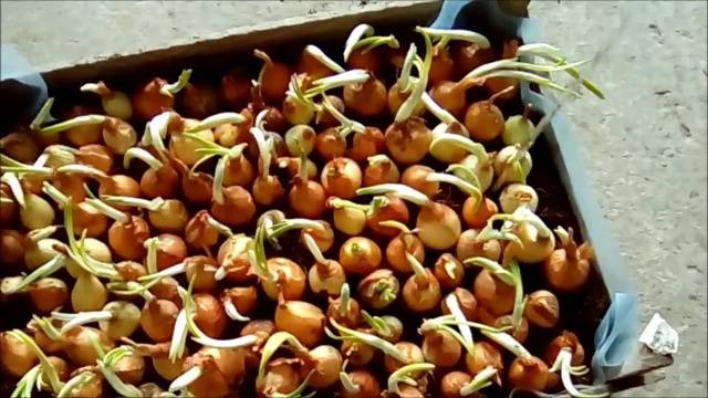 Growing onions on a feather at home