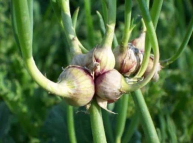 Growing onions on a feather at home