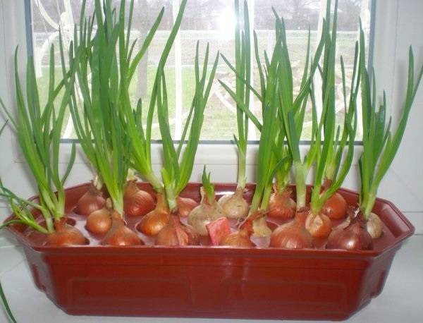 Growing onions on a feather at home