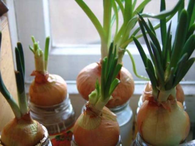 Growing onions on a feather at home