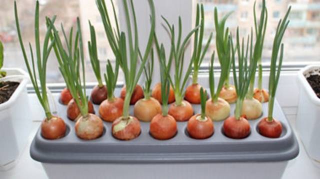 Growing onions on a feather at home