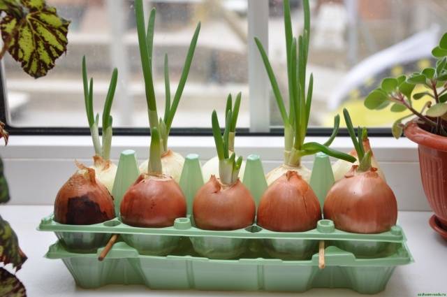 Growing onions on a feather at home