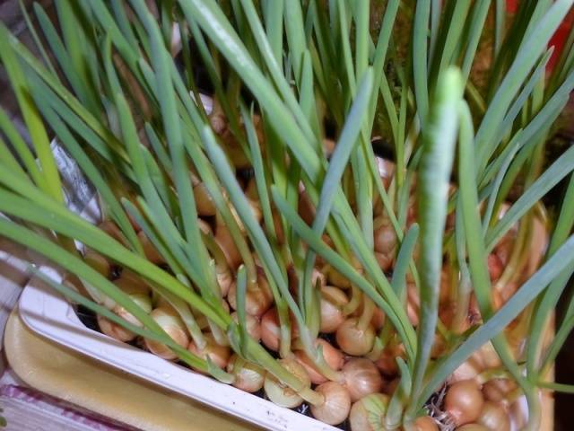 Growing onions on a feather at home