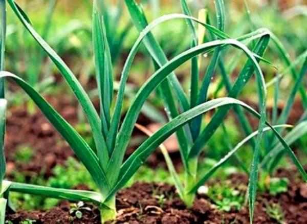 Growing onions on a feather in the winter season: preparing a supply of vitamins