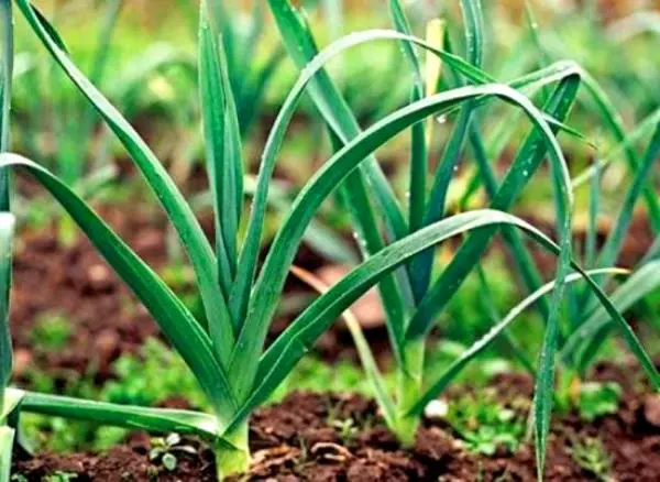 Growing onions on a feather in the winter season: preparing a supply of vitamins