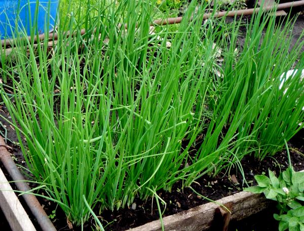 Growing onions on a feather in the winter season: preparing a supply of vitamins