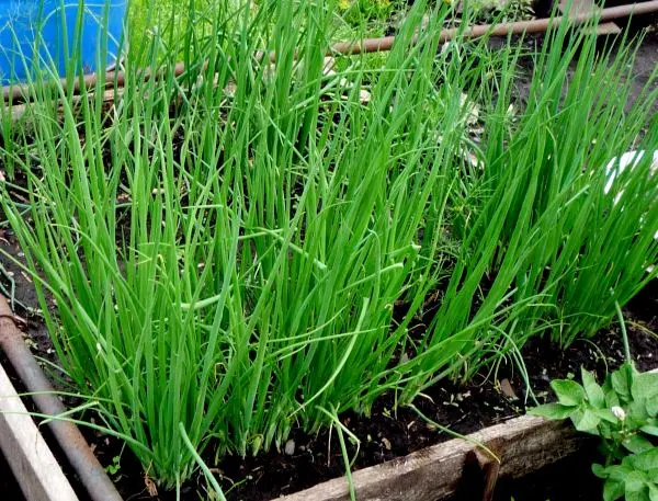 Growing onions on a feather in the winter season: preparing a supply of vitamins