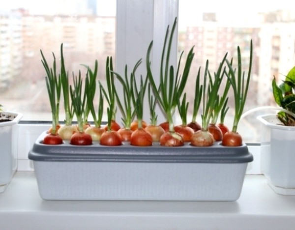 Growing onions on a feather in the winter season: preparing a supply of vitamins