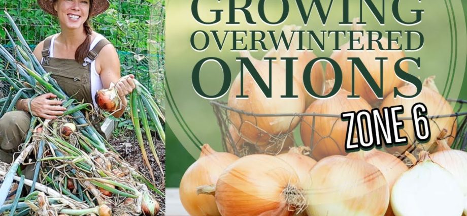 Growing onions on a feather in the winter season: preparing a supply of vitamins