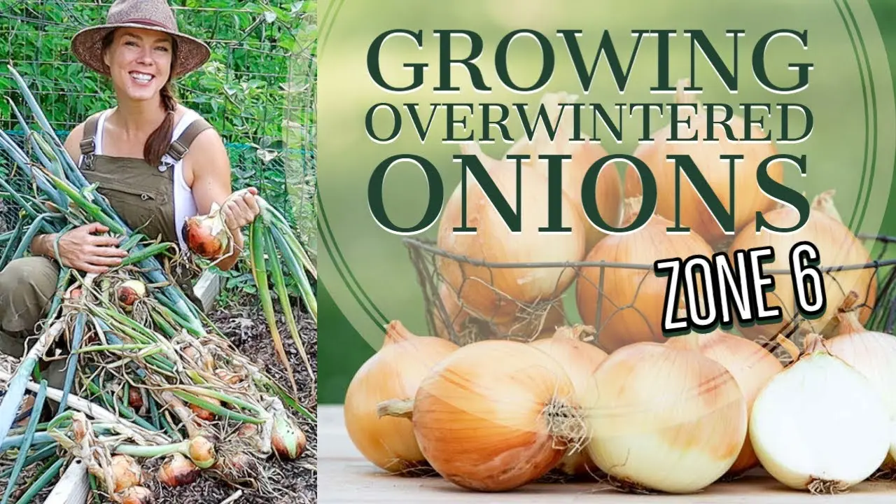 Growing onions on a feather in the winter season: preparing a supply of vitamins