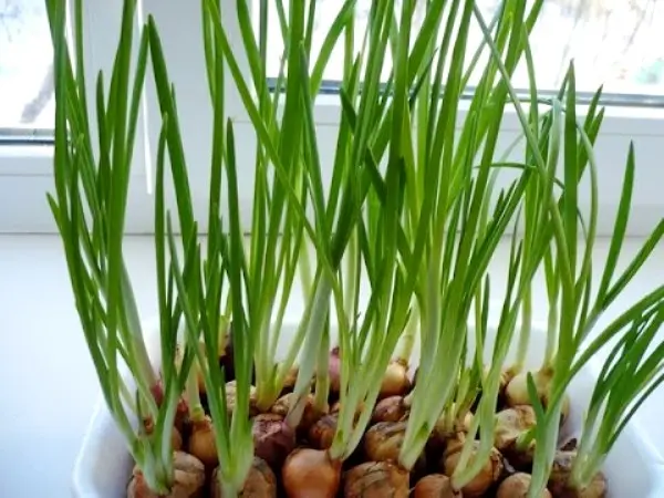 Growing onions on a windowsill in winter: an annual supply of vitamins