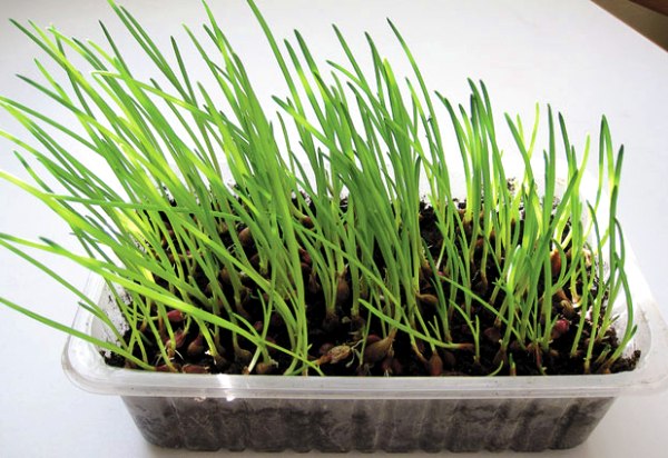 Growing onions on a windowsill in winter: an annual supply of vitamins