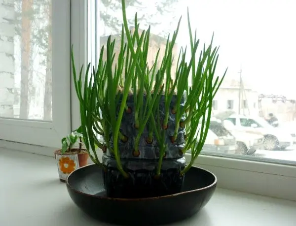 Growing onions on a windowsill in winter: an annual supply of vitamins