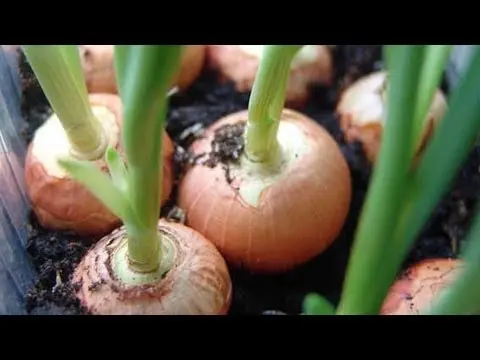 Growing onions on a windowsill in winter: an annual supply of vitamins