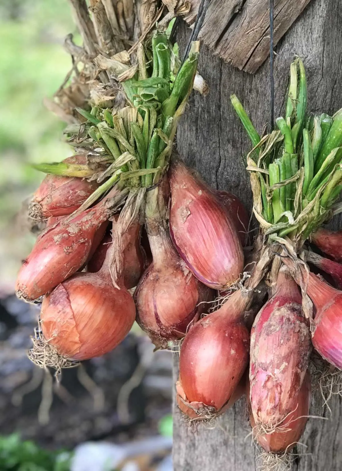 Growing onions on a windowsill in winter: an annual supply of vitamins