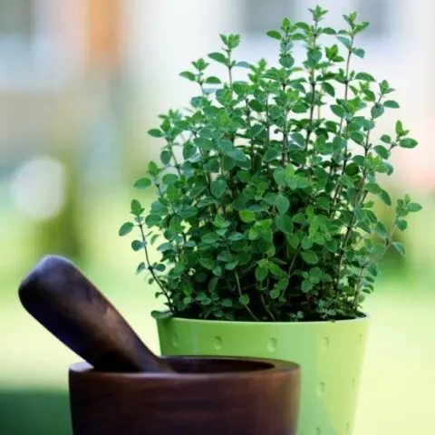 Growing oregano (oregano) from seeds at home