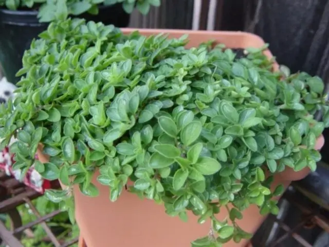 Growing oregano (oregano) from seeds at home