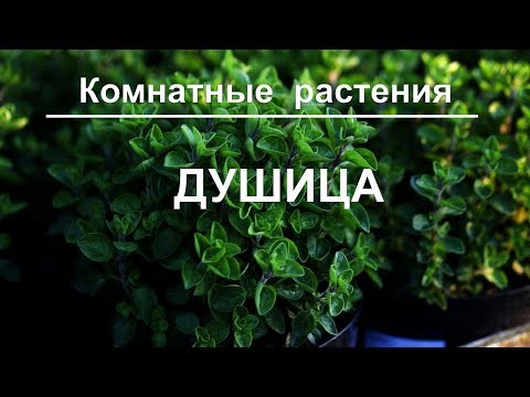 Growing oregano (oregano) from seeds at home