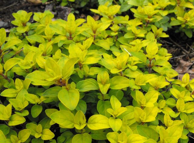 Growing oregano (oregano) from seeds at home