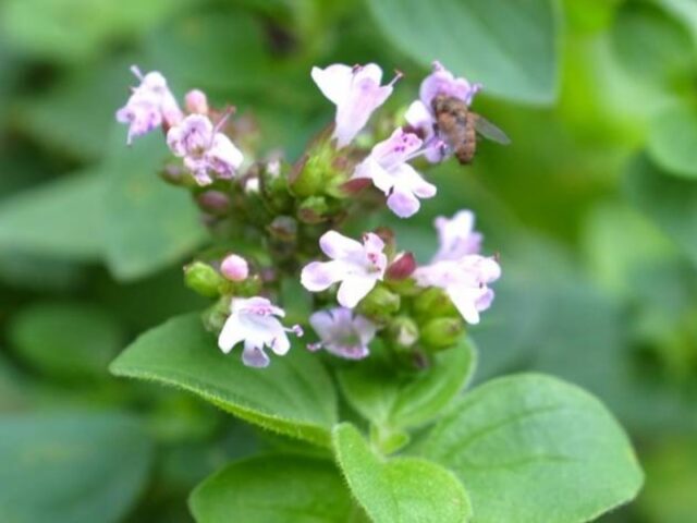 Growing oregano (oregano) from seeds at home