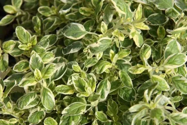 Growing oregano (oregano) from seeds at home