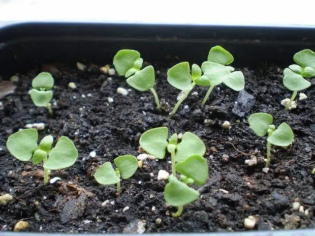 Growing oregano (oregano) from seeds at home