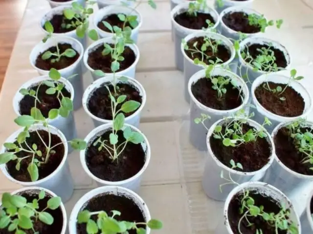 Growing oregano (oregano) from seeds at home