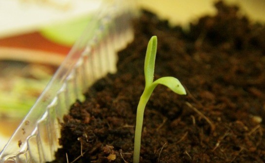 Growing osteospermum from seeds at home