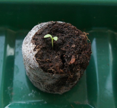 Growing osteospermum from seeds at home