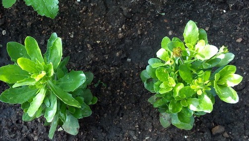 Growing osteospermum from seeds at home