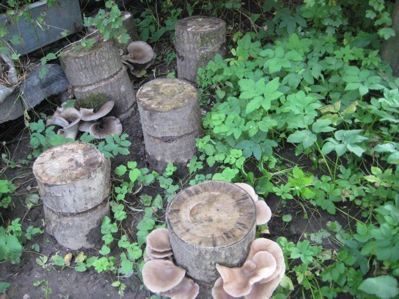 Growing oyster mushrooms and shiitake on stumps