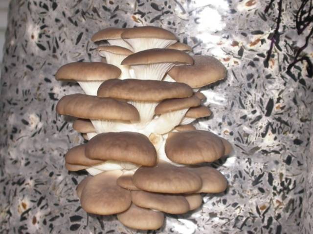 Growing oyster mushrooms at home from scratch