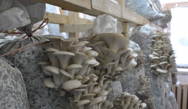 Growing oyster mushrooms at home from scratch