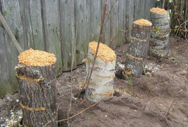 Growing oyster mushrooms at home from scratch