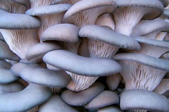 Growing oyster mushrooms at home from scratch