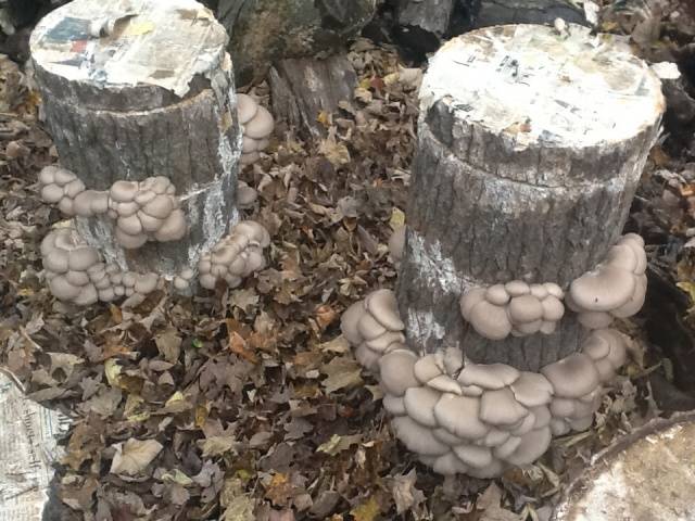 Growing oyster mushrooms at home from scratch