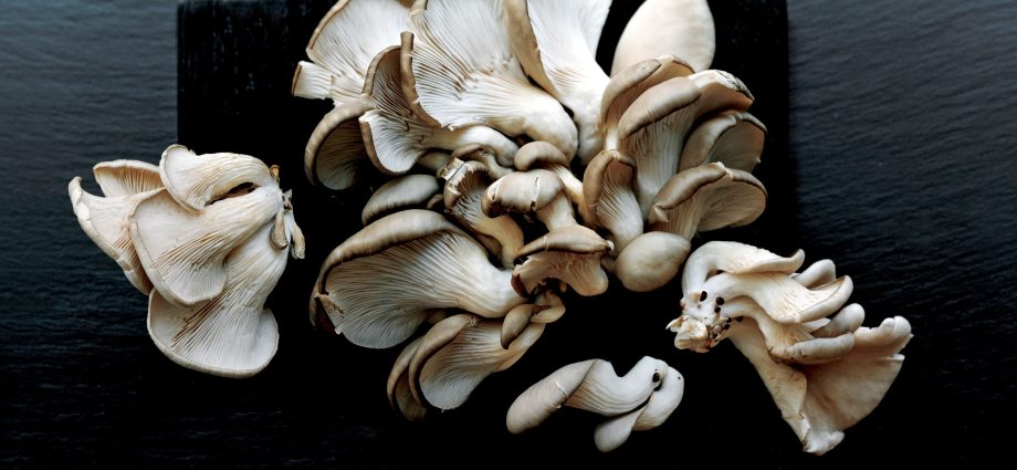 Growing oyster mushrooms at home from scratch