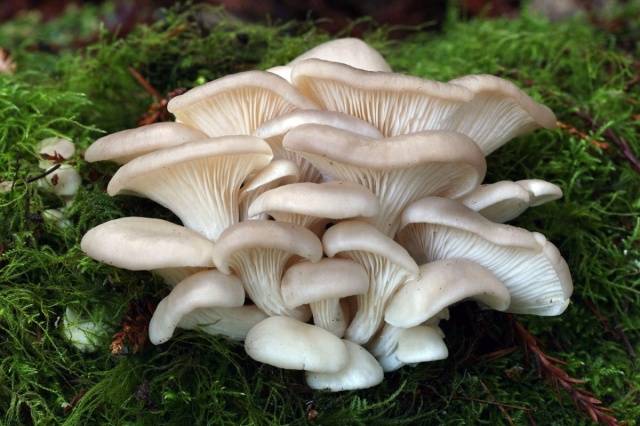 Growing oyster mushrooms at home in bags