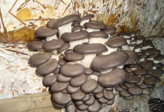 Growing oyster mushrooms at home in bags