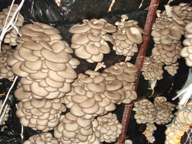 Growing oyster mushrooms at home in bags