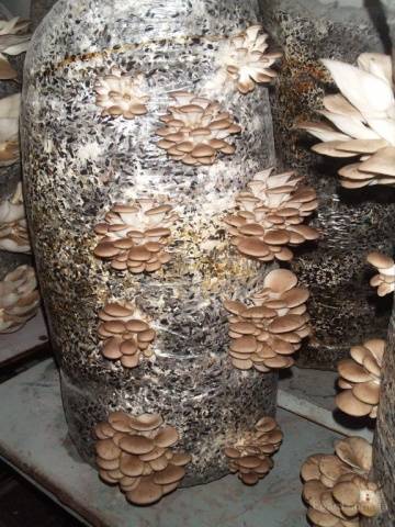 Growing oyster mushrooms at home in bags