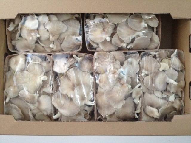 Growing oyster mushrooms at home in bags