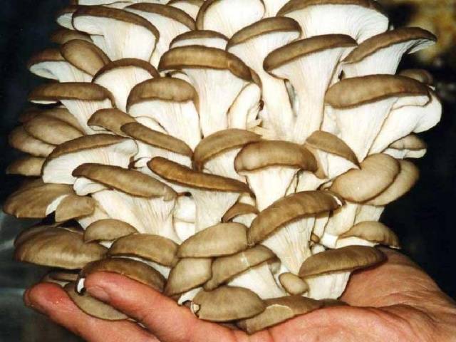 Growing oyster mushrooms at home in bags