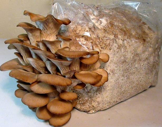 Growing oyster mushrooms at home in bags