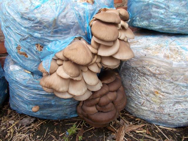 Growing oyster mushrooms at home in bags