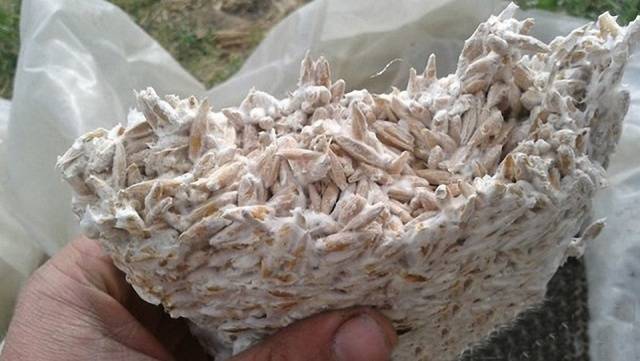 Growing oyster mushrooms at home in bags