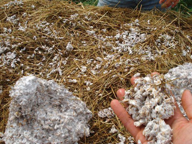 Growing oyster mushrooms at home in bags