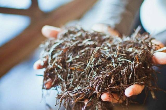 Growing oyster mushrooms at home in bags