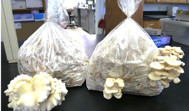 Growing oyster mushrooms at home in bags