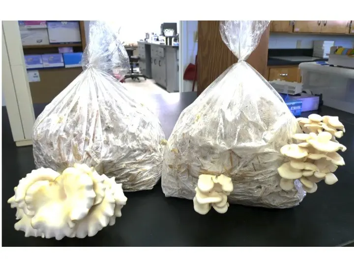 Growing oyster mushrooms at home in bags